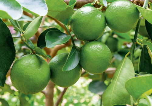 How to protect limes from pests Spring is the best time to plant lime trees.